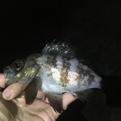 夜釣りが良く釣れる